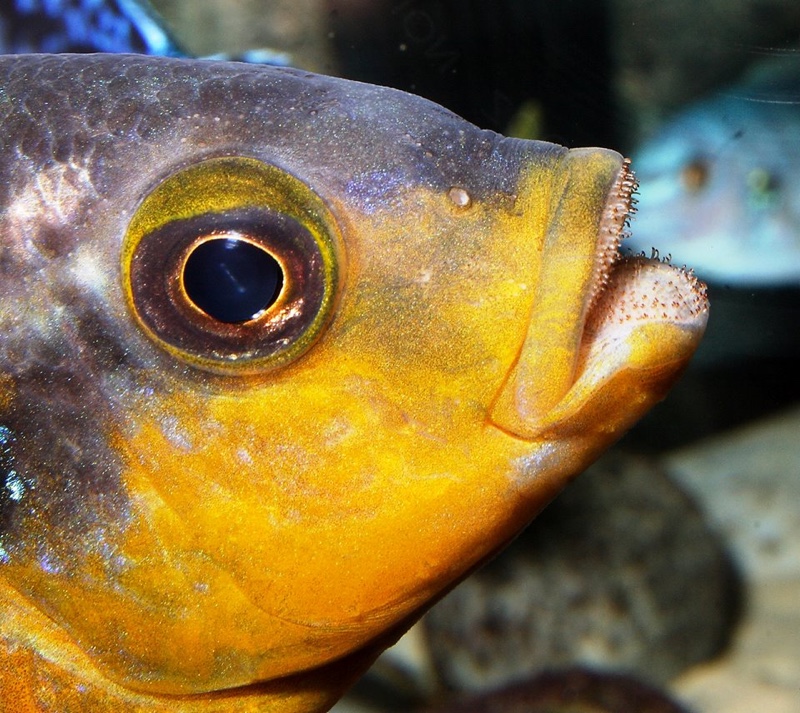 Petrotilapia genalutea 'Chimwalani Reef'